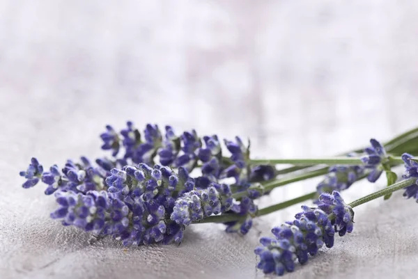 Purple Fragrant Lavender Blossoms On Wood — ストック写真