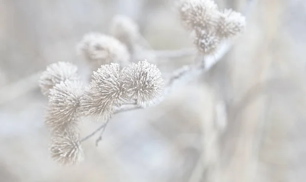 Plante sèche délicate avec givre — Photo