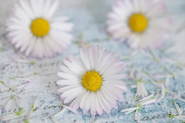 Still Life With Daisy Flowers — Stock Photo, Image