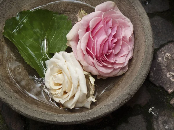Две розы в чаше — стоковое фото