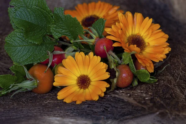 Διακοσμητικά φθινόπωρο λουλούδι νεκρή ζωή — Φωτογραφία Αρχείου