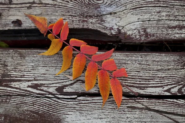 Orange And Yellow Colored Leaf — Stock Photo, Image