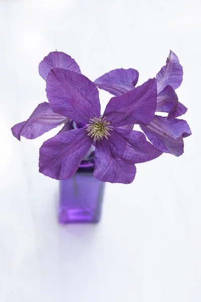 Fioletowe kwiaty Clematis w wazonie — Zdjęcie stockowe