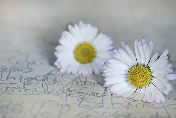 Nature morte avec des fleurs de marguerite blanche — Photo