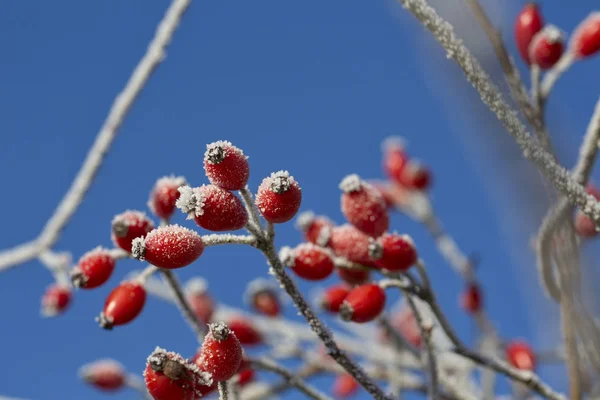 Růžový kyčel s Hoarfrost zavřít — Stock fotografie