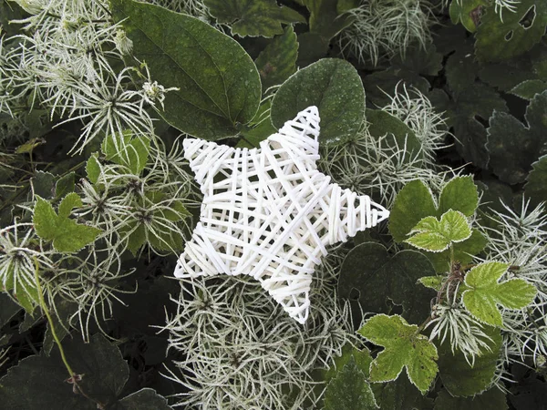 Étoile de Noël sur les feuilles givrées — Photo