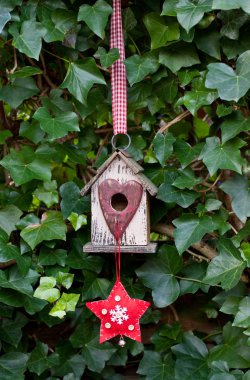 Sarmaşık Duvarında Yıldızlı Şirin Kuş Evi