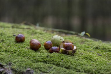 Taze Yeşil Yosun Üzerine Kestane