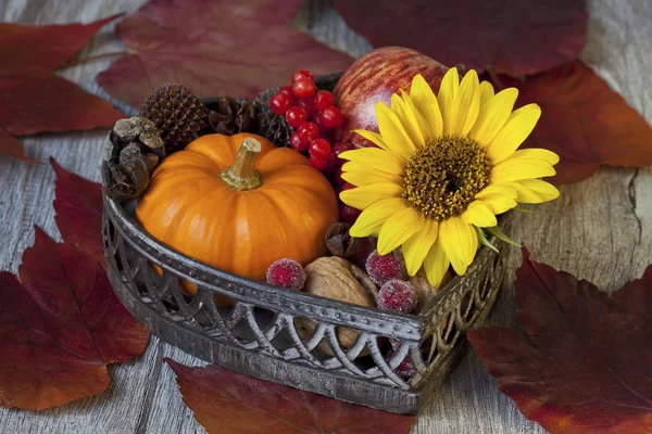 Flor decorativa de otoño Bodegón —  Fotos de Stock