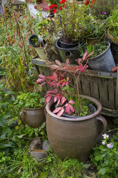 秋天的宁静生活与古老的盆栽和植物 — 图库照片