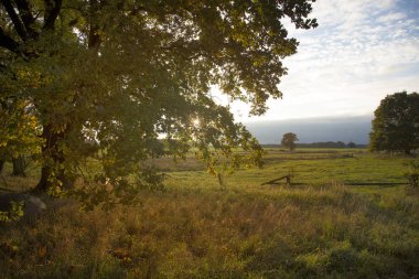 Kuzey Doğu Almanya'da Pastoral Sonbahar Manzara