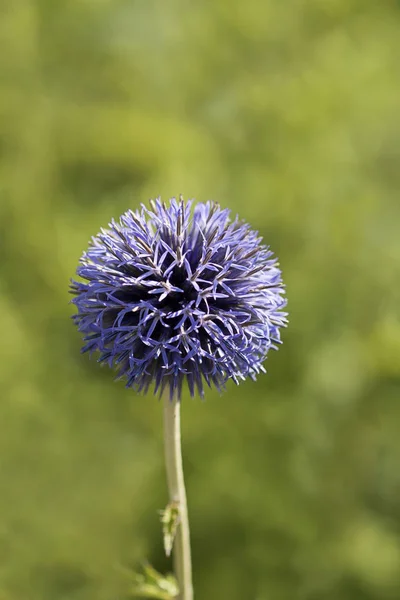 Purple Allium Flower Bulb Across Green — Stock Photo, Image