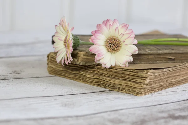 Gerbera Daisy λουλούδι νεκρή φύση — Φωτογραφία Αρχείου