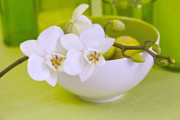 Zen-Stil Blume Stillleben mit Orchidee — Stockfoto