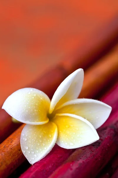 Zen Style Νεκρή φύση με Plumeria — Φωτογραφία Αρχείου