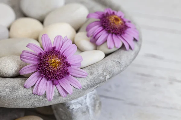 Zen-Blumen-Stillleben mit Kiesel — Stockfoto