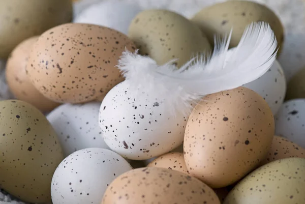 Delicate Brown And White Birds Eggs — Stock Photo, Image