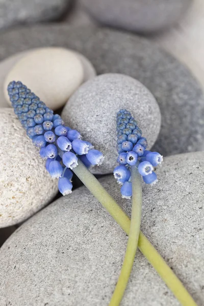 Blume der blauen Muscari-Trauben-Hyazinthe — Stockfoto