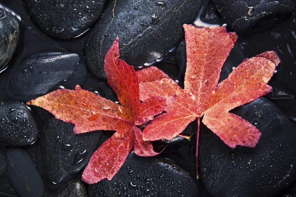 Red Autumn Leaf On Black Pebble — ストック写真