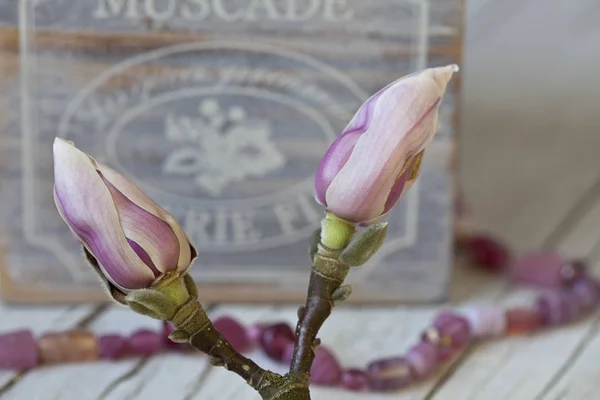 Nostalgická růžová magnólie Květinová zátiší — Stock fotografie