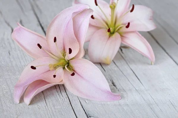 Roze lelie bloem op hout — Stockfoto