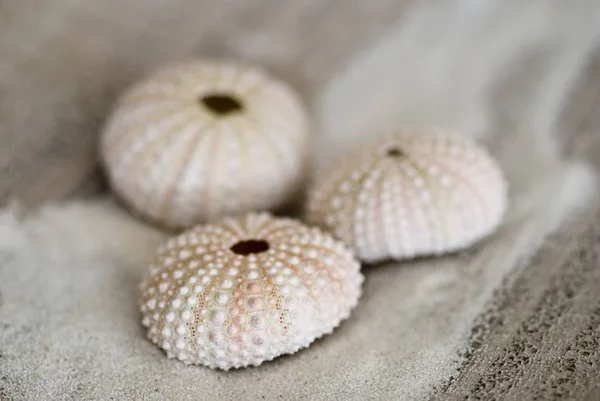 Coquilles d'oursin de mer et sable — Photo