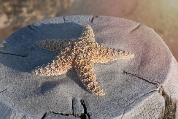 Starfish em poste de madeira na luz solar — Fotografia de Stock