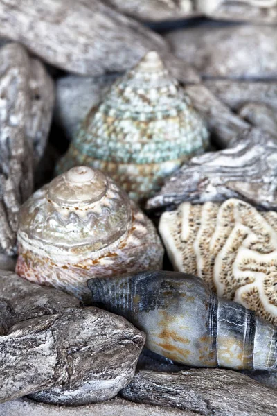 Alguns Shell e Driftwood Close-up — Fotografia de Stock