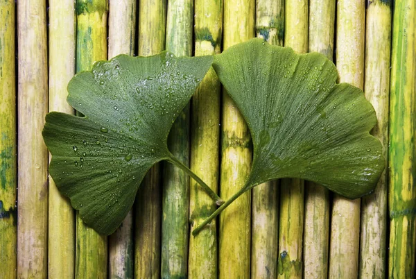 Zöld Gingko Leaf bambusz — Stock Fotó