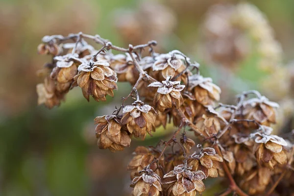 Fleurs de houblon sèches avec givre — Photo