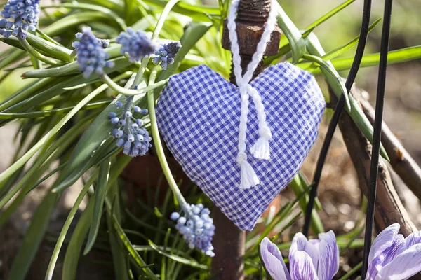 Mavi Kalp ve Muscari Çiçekleri Durgun Hayat — Stok fotoğraf