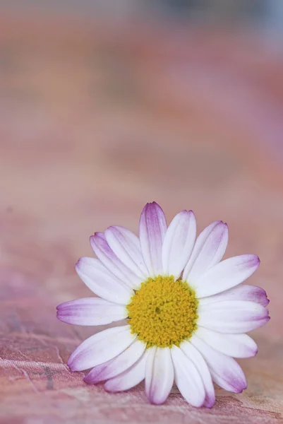 Biały i różowy stokrotka kwiaty — Zdjęcie stockowe