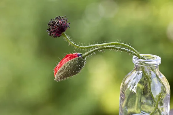 Poppy flores em vaso através de fundo verde — Fotografia de Stock