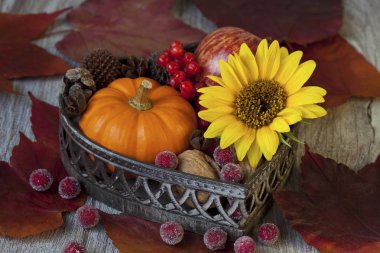 Dekoratif Sonbahar Çiçek Natürmort