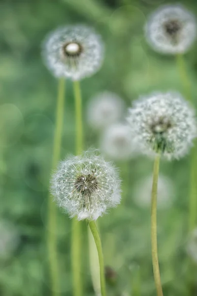 Fluffy Dandelion Flowers Across Green — Stock Photo, Image