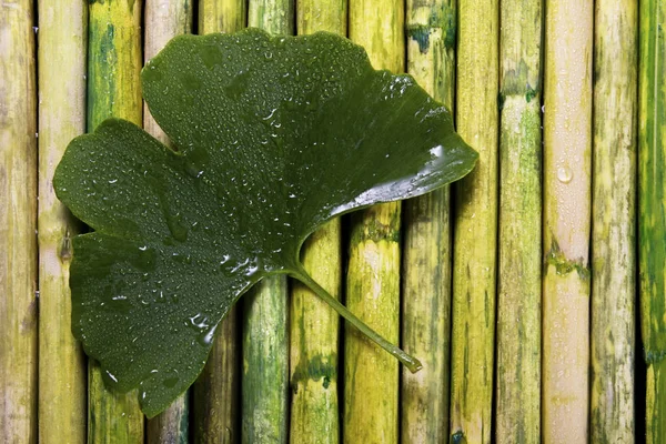Зелена Гінкго листя на бамбуку — стокове фото