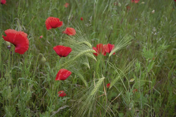 Fleur de pavot rouge en été — Photo