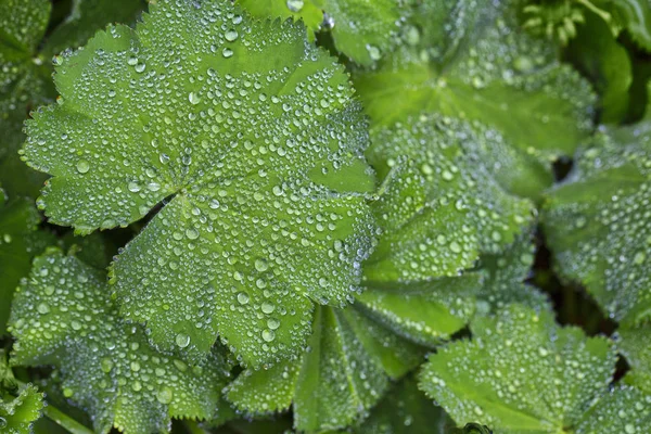 Beleza da natureza Folhas verdes — Fotografia de Stock