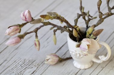 Bir Fincan Manolya Çiçek Dalları