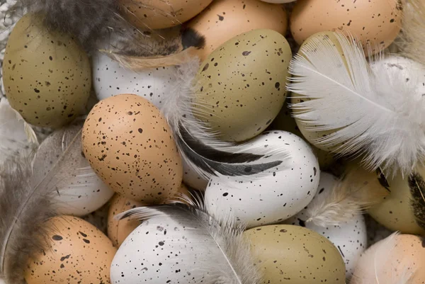 Delicate Brown And White Birds Eggs — Stock Photo, Image