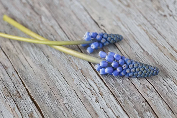 Blume der blauen Muscari-Trauben-Hyazinthe — Stockfoto