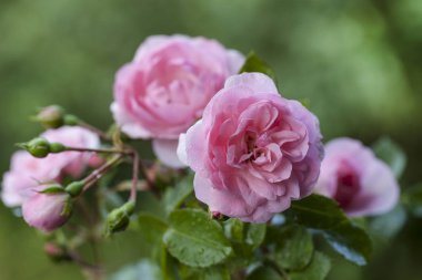 Yeşil Bahçe Arkaplanda Pembe Güller