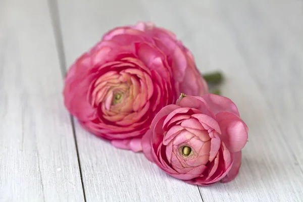 Rosa Ranunculus Fiori su legno bianco — Foto Stock