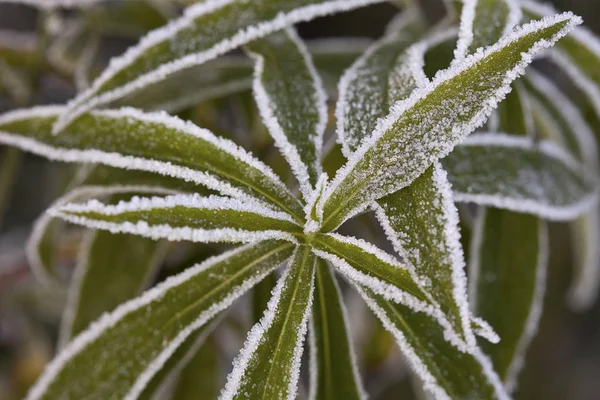 Plantas heladas en un día de invierno — Foto de Stock