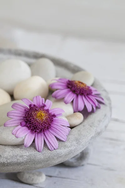 Zen Flower Still Life With Pebble — Stock Photo, Image