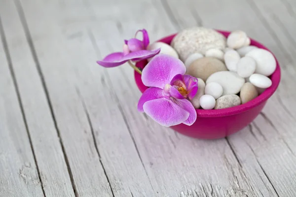 Flor de orquídea rosa Natureza morta — Fotografia de Stock