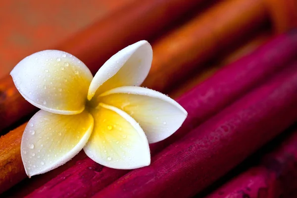 Zen Style Still Life With Plumeria — Stock Photo, Image