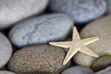 Pürüzsüz Çakıl Üzerine Tek Yıldız Balık