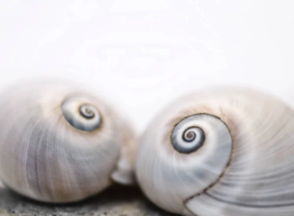 Neverita Duplicata haaienoog Sea Snail Shell — Stockfoto