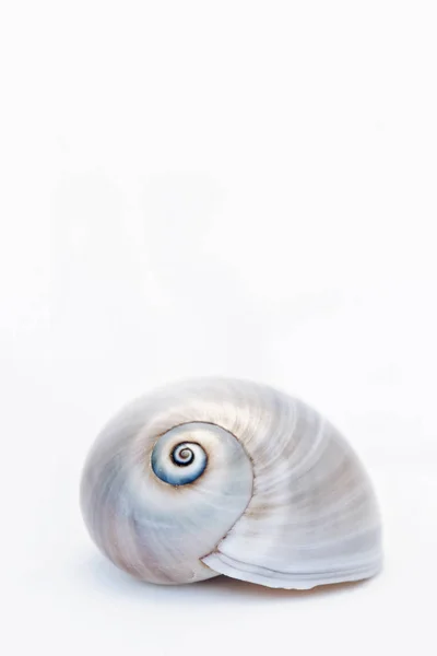 Neverita Duplicata Shark Eye Sea Snail Shell — 图库照片